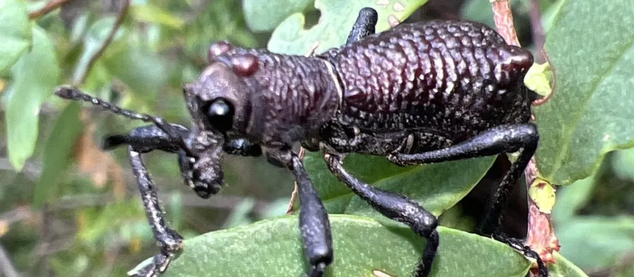 Долгоносик Aegorhinus vitulus
