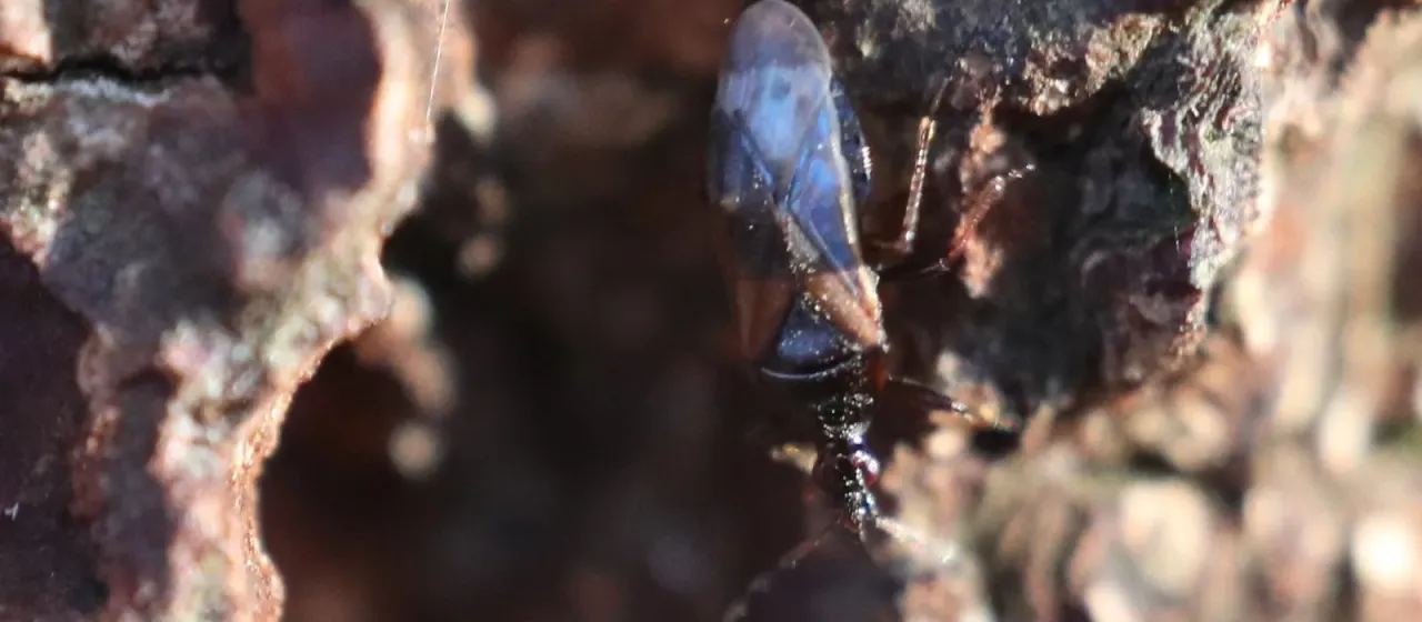 Anthocoris confusus bug