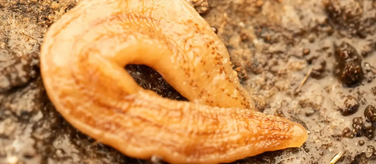 New Zealand flatworm