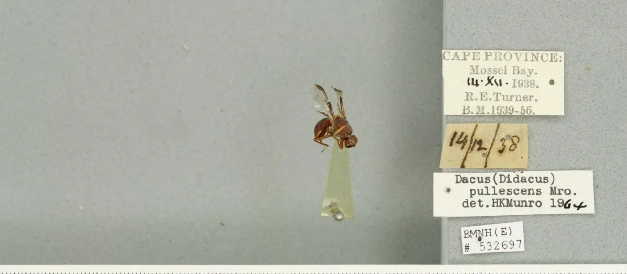Плодовая муха Dacus pullescens