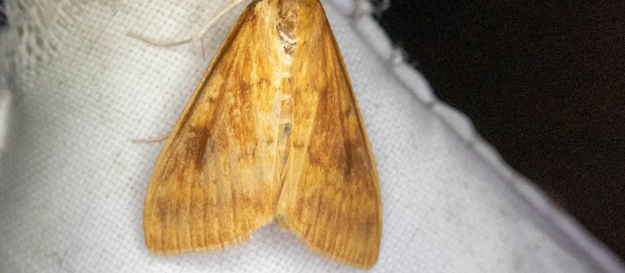 European corn borer