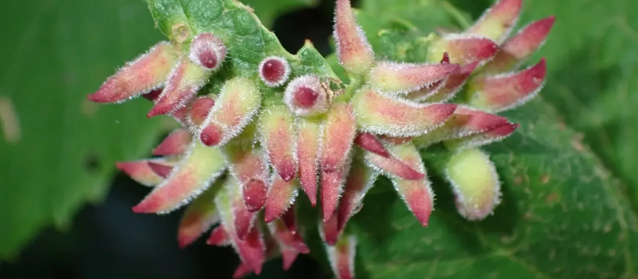 Grape gall midge