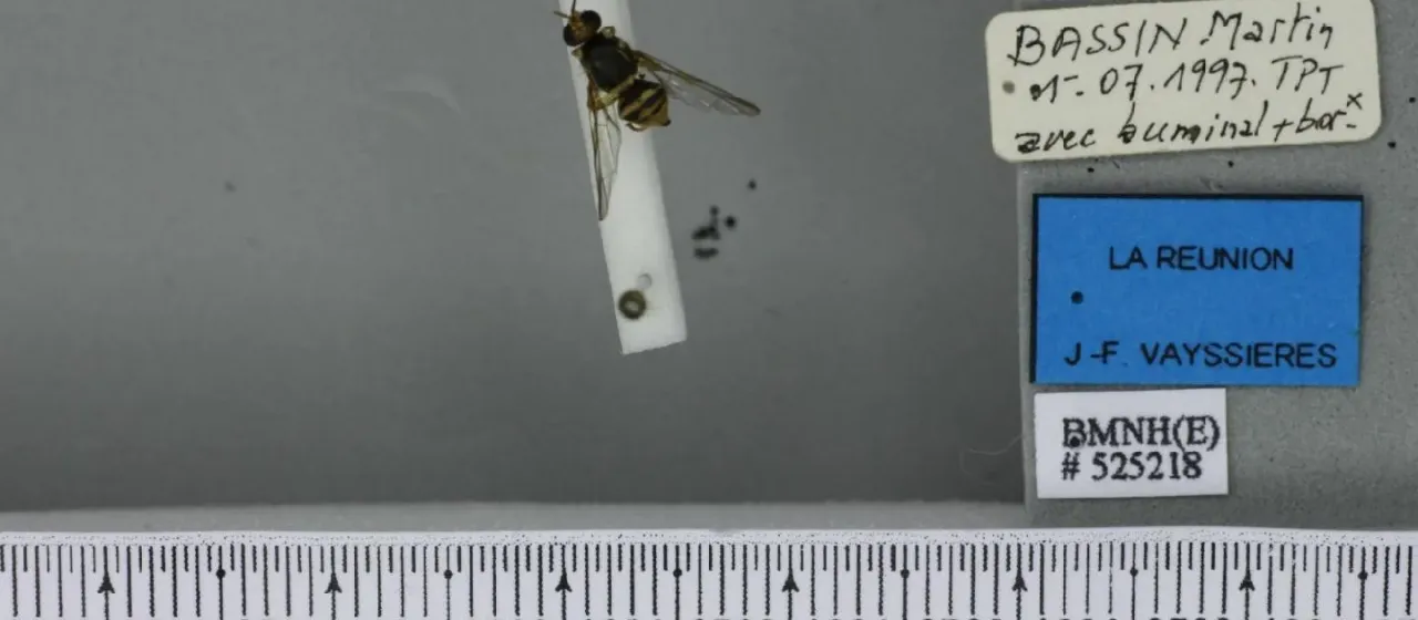 Плодовая муха Bactrocera montyana