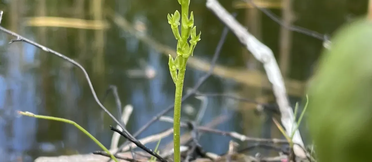 Bog orchid