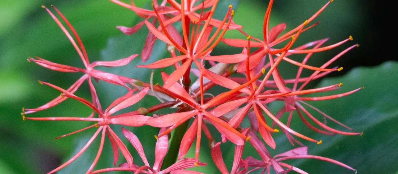 Scadoxus cinnabarinus