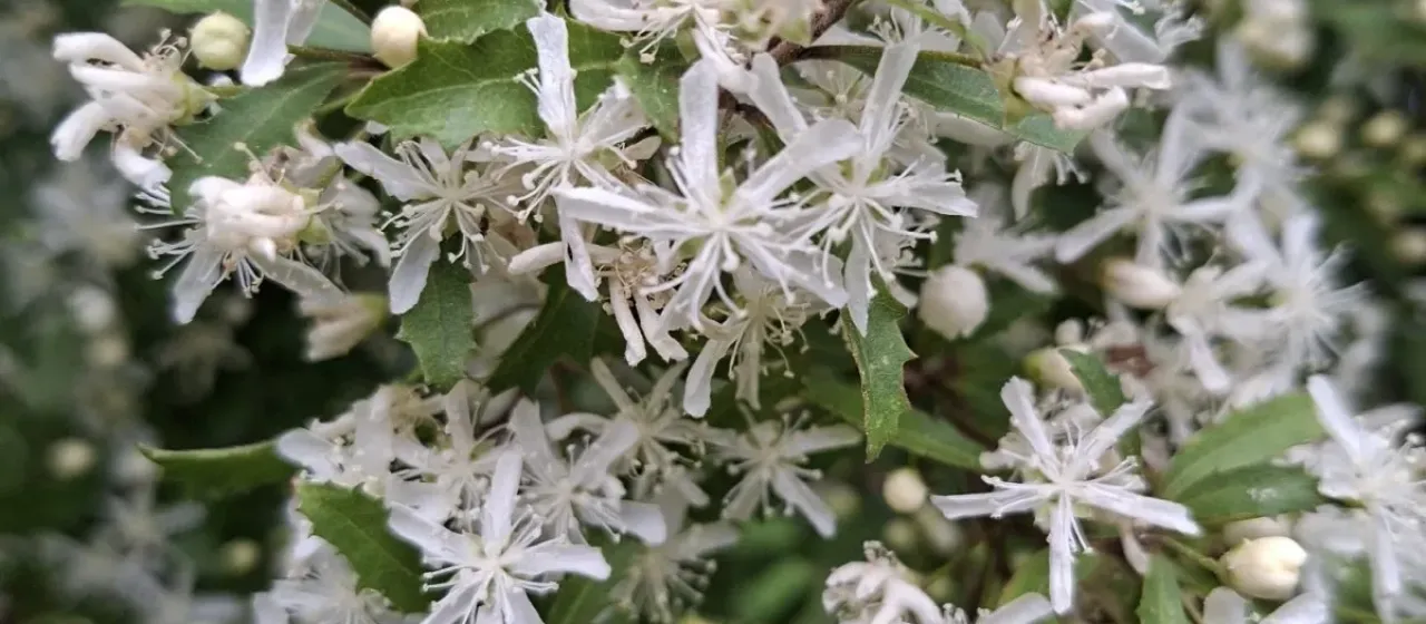 Narrow-leaved lacebark