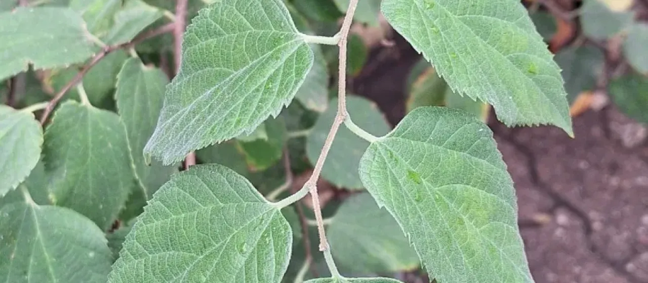 Каркас южный