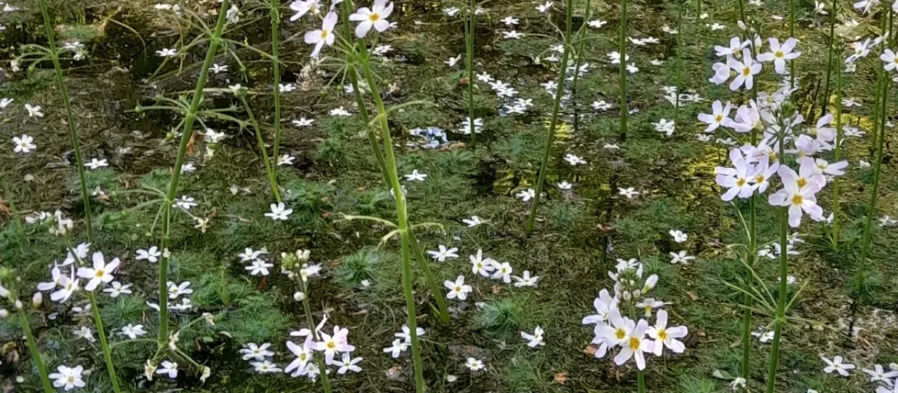 Water violet