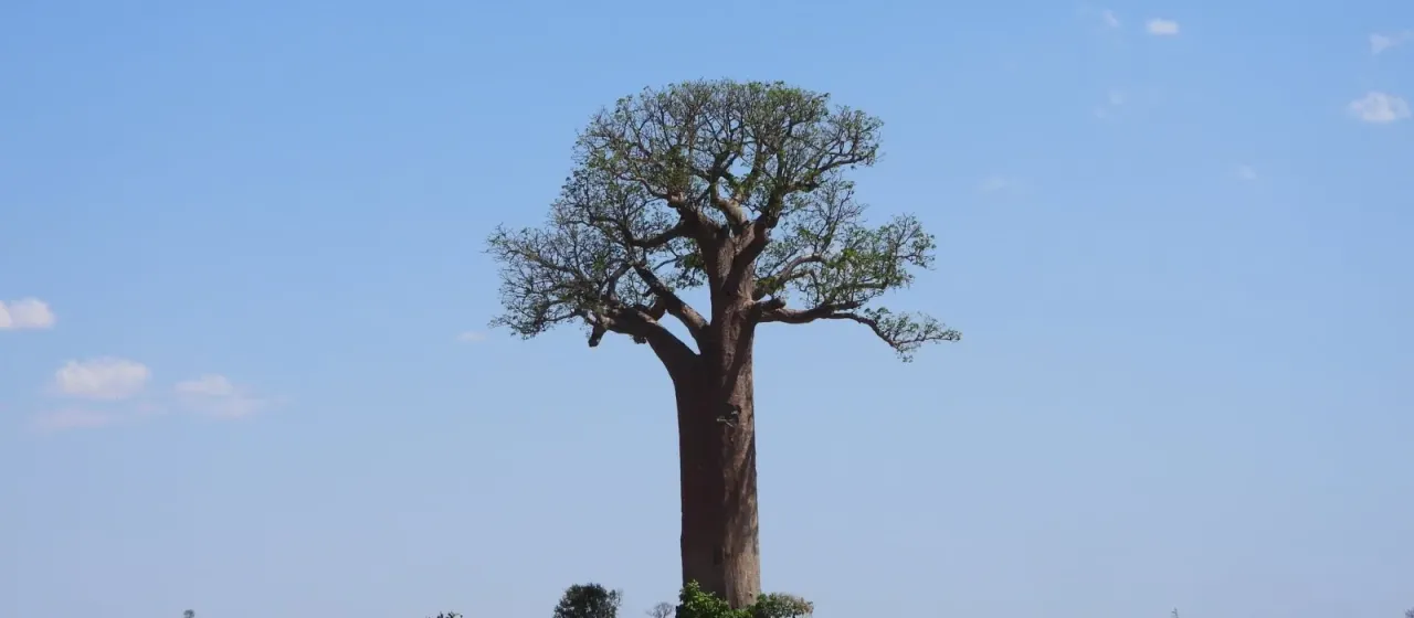 Adansonia za