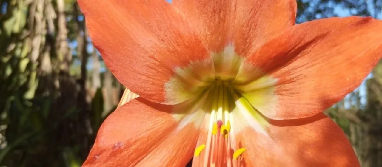 Barbados lily