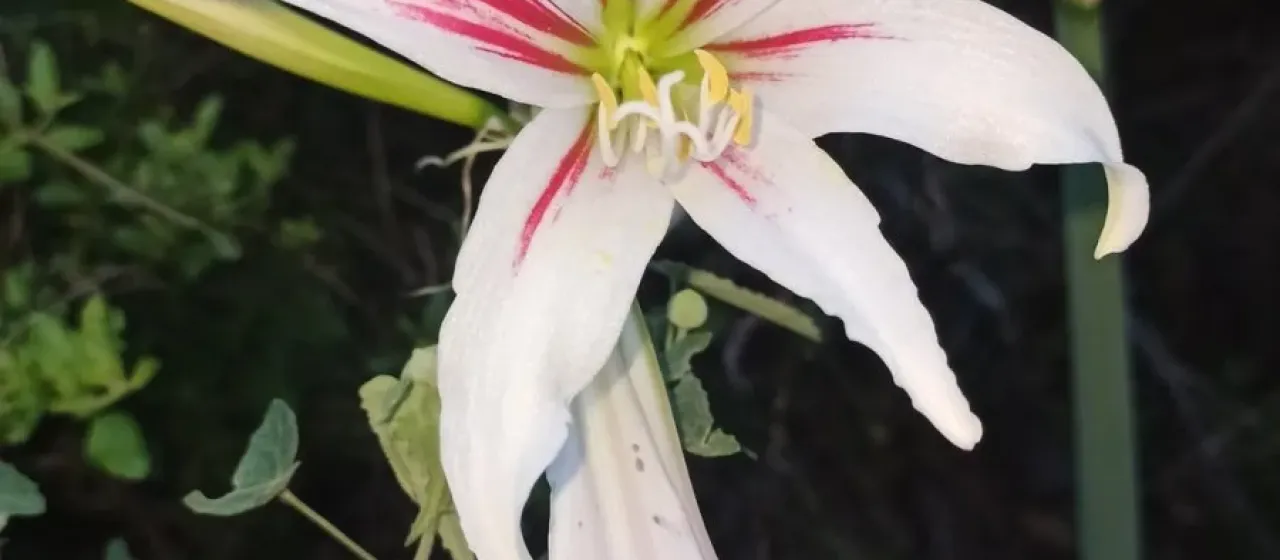 Striped Barbados lily