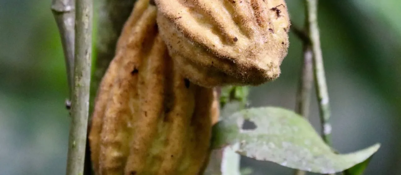 Herrania purpurea