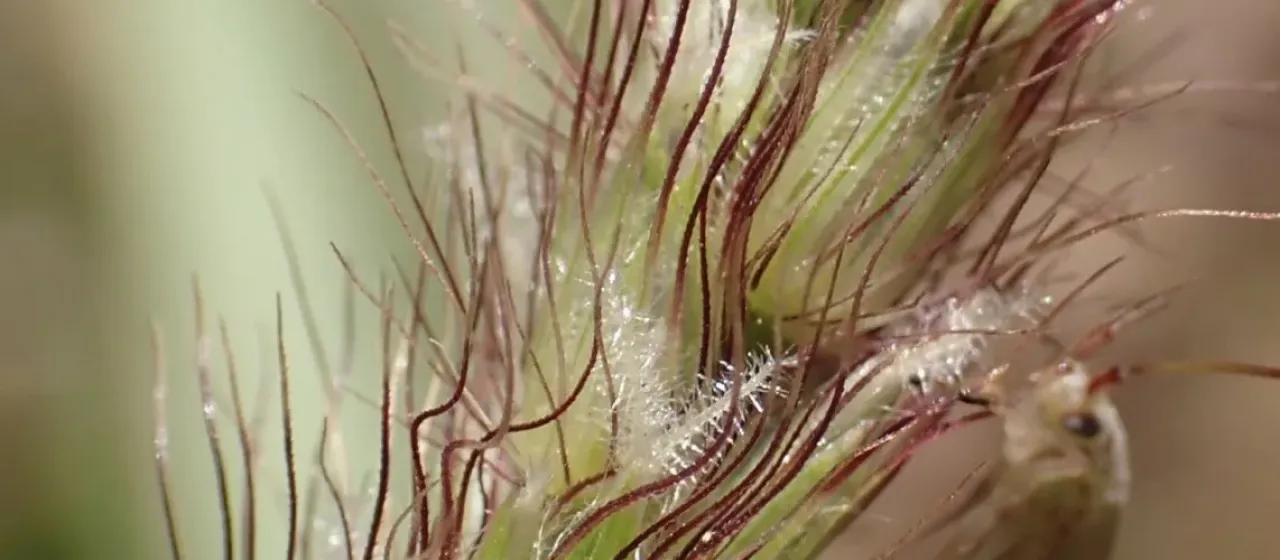 Buffelgrass