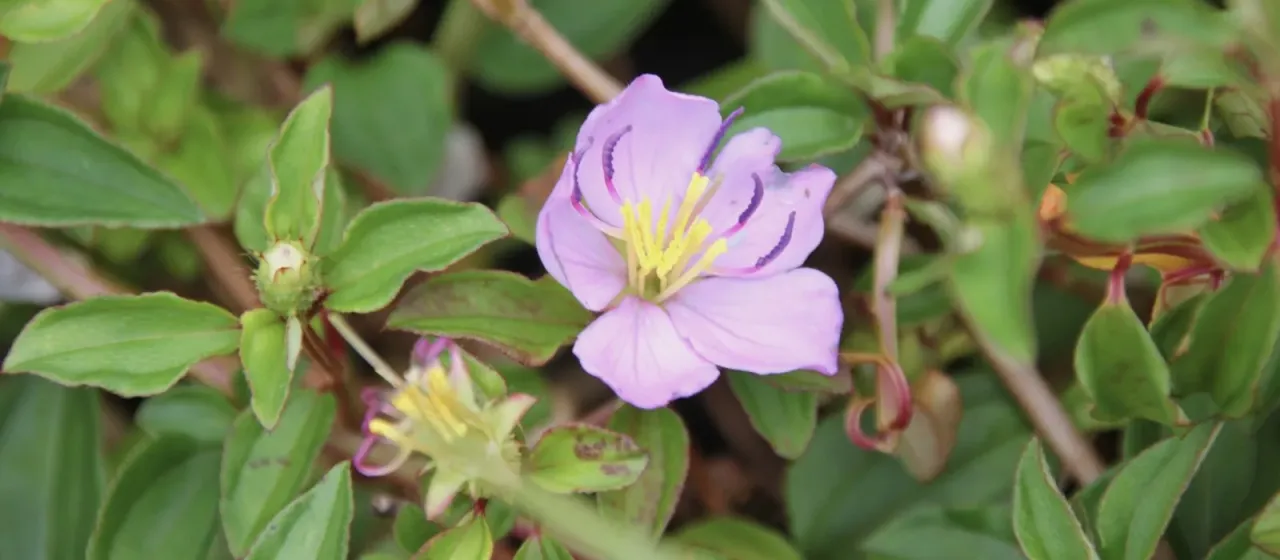 Heterotis decumbens