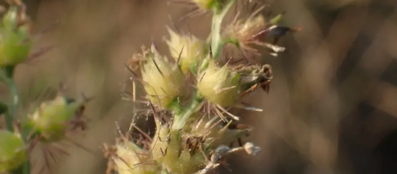 Southern sandbur