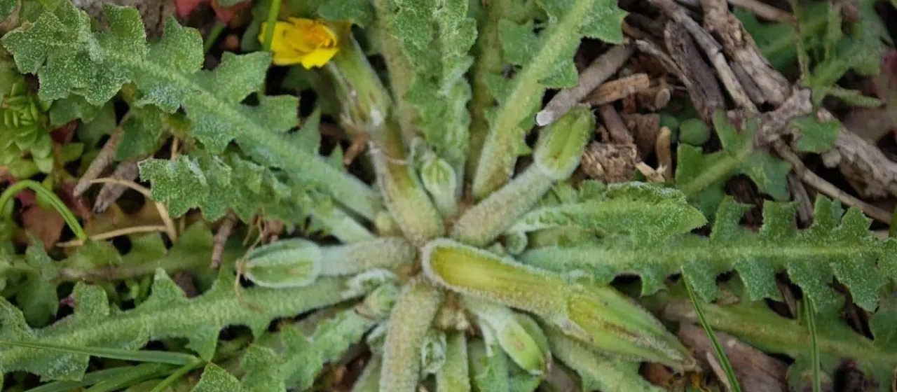 Rough hyoseris