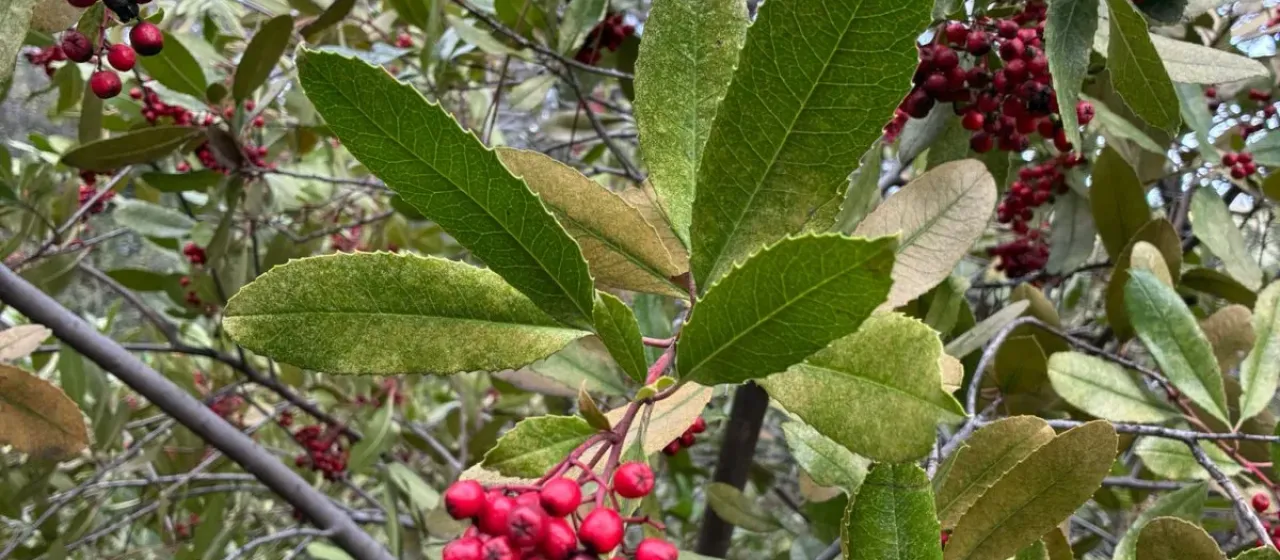 Toyon