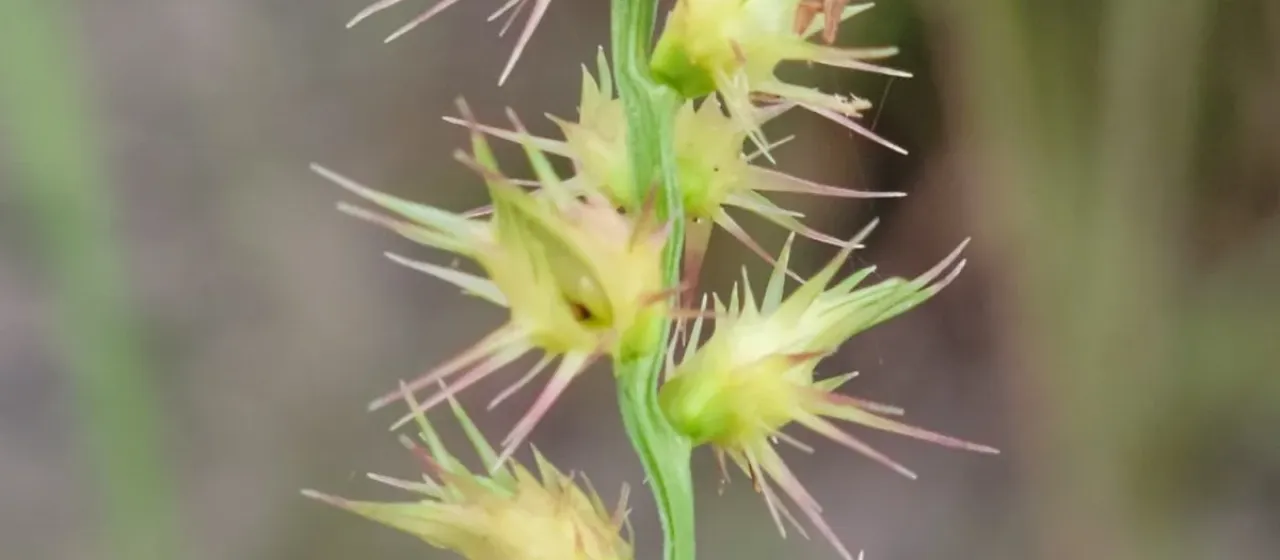 Slender sandbur