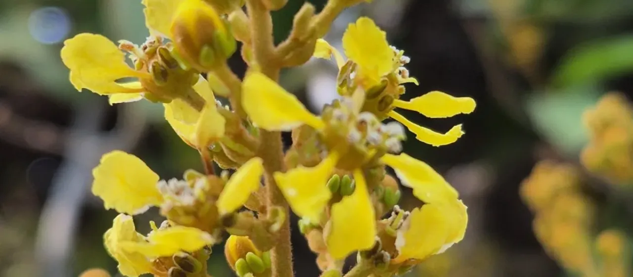 Heteropterys laurifolia