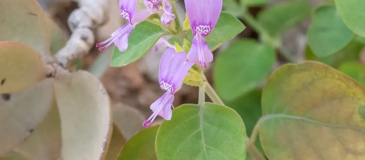 Hypoestes forskalei