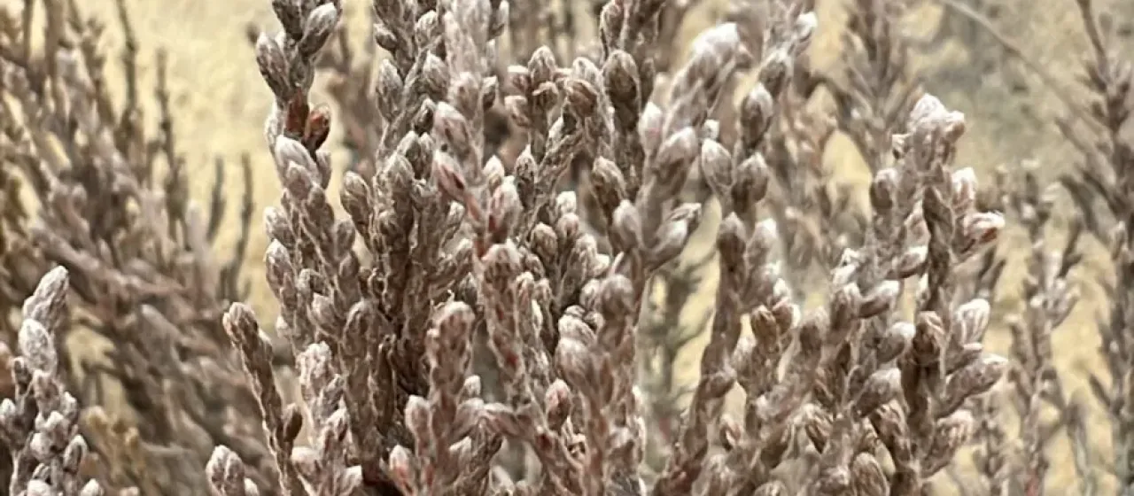 Hudsonia tomentosa