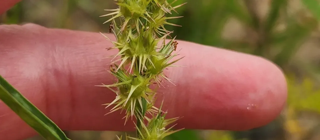 Longspine sandbur