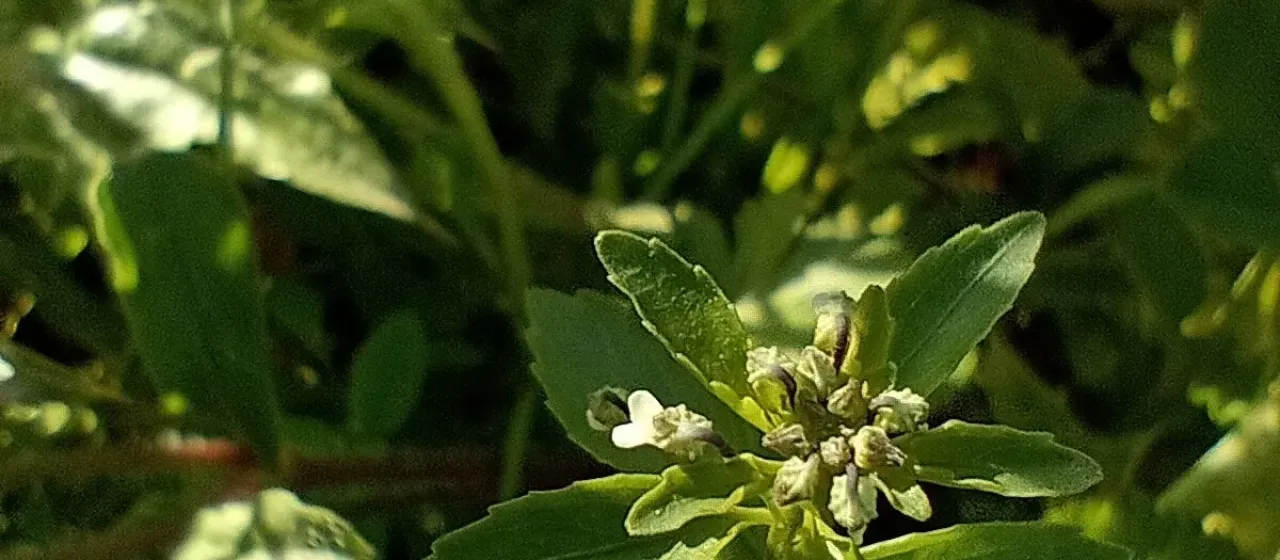 Hybanthus parviflorus
