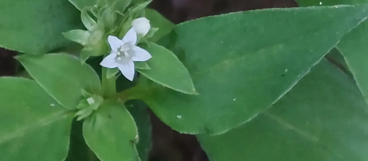 Neanotis hirsuta