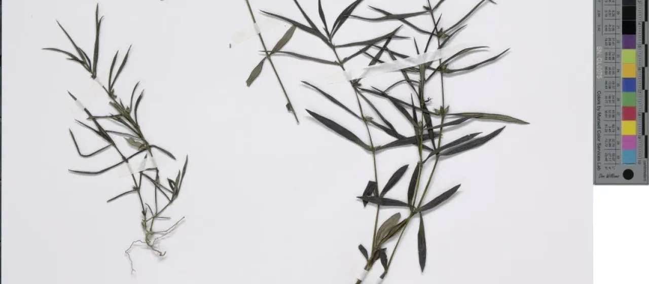 Hedyotis tenelliflora