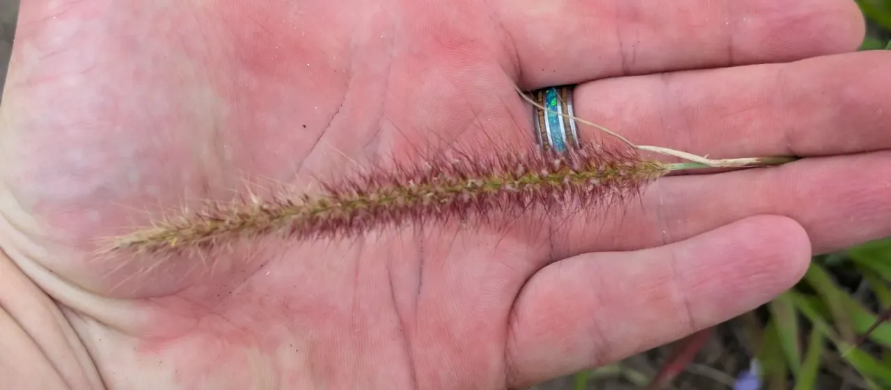 Cenchrus setosus