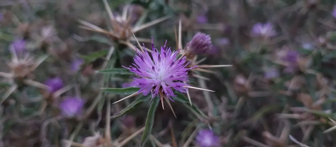 Purple starthistle