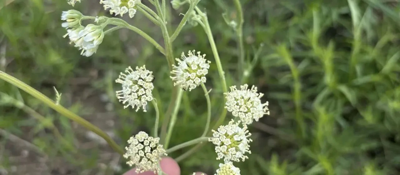 Hymenopappus scabiosaeus