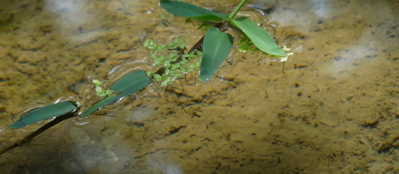 Water grass