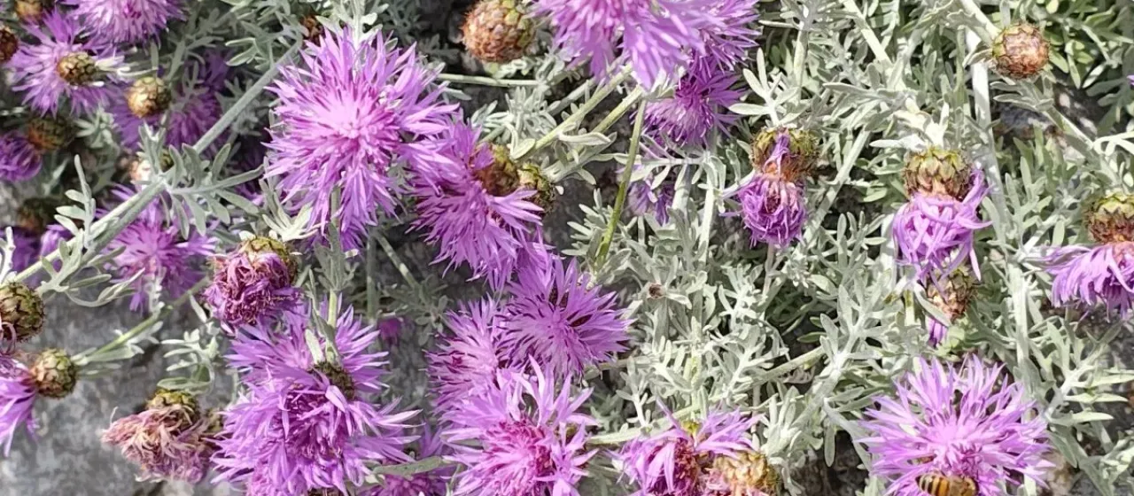 Dusty miller