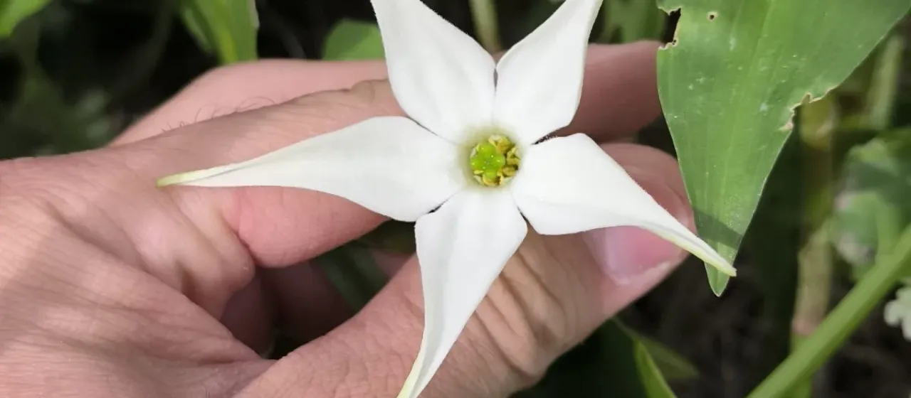 Jaborosa integrifolia