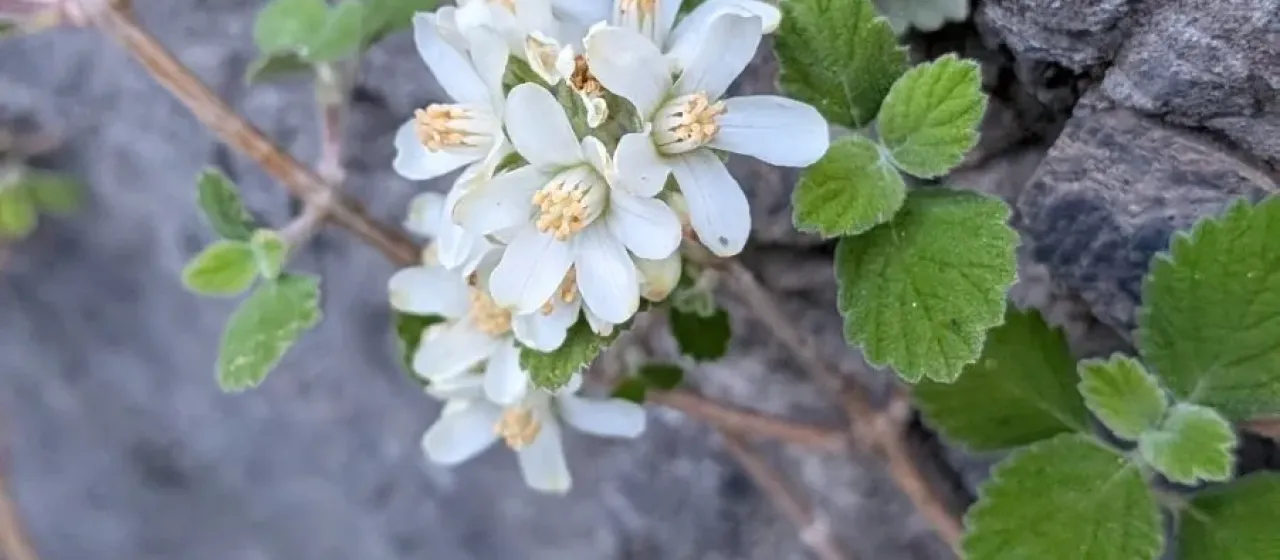 Jamesia americana