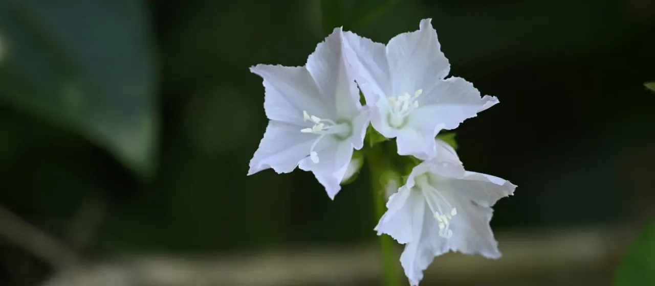 Jacquemontia paniculata