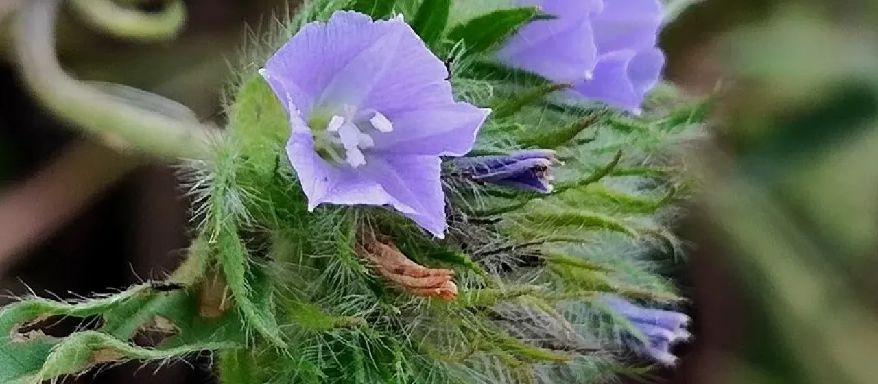 Jacquemontia tamnifolia