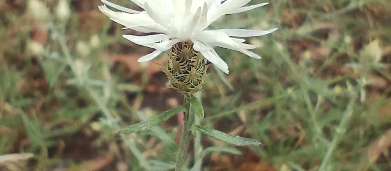 Diffuse knapweed