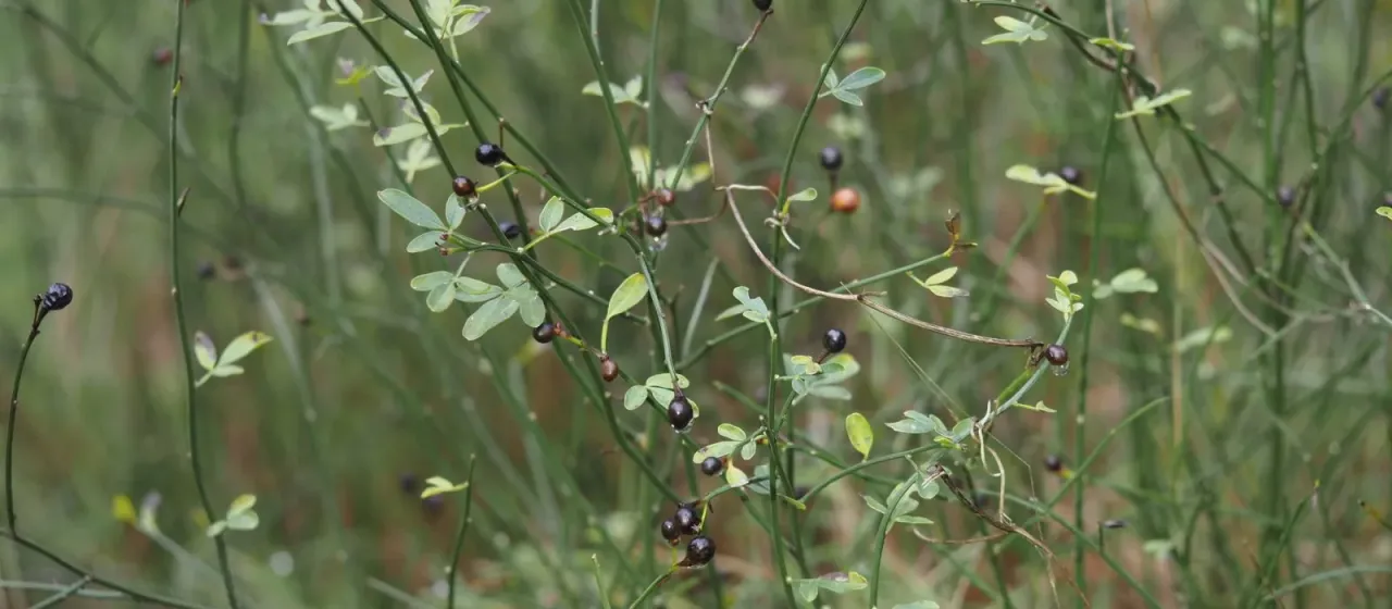 Wild jasmine