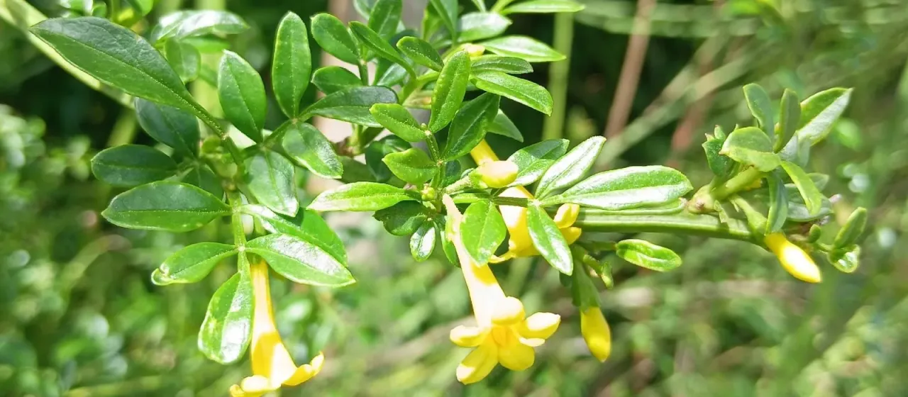 Italian jasmine