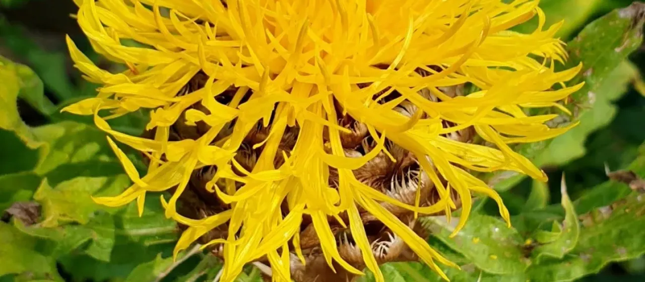 Yellow knapweed