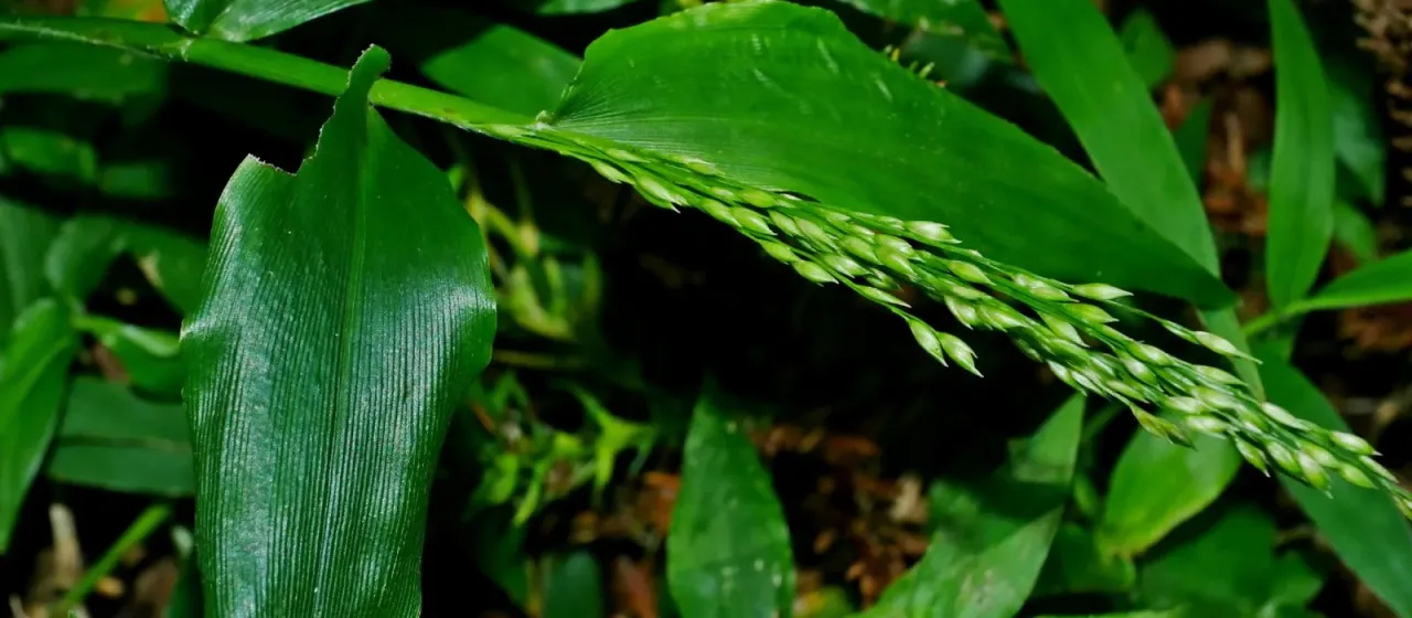 Ichnanthus vicinus