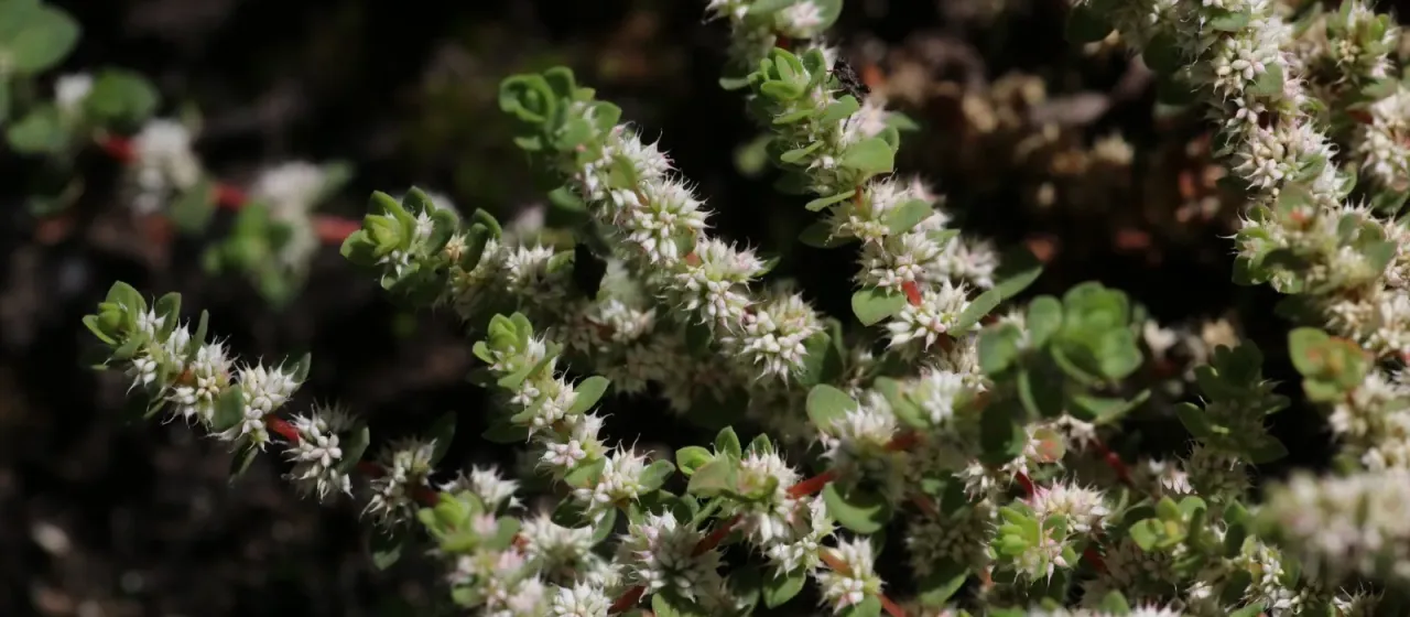 Whorled knotweed