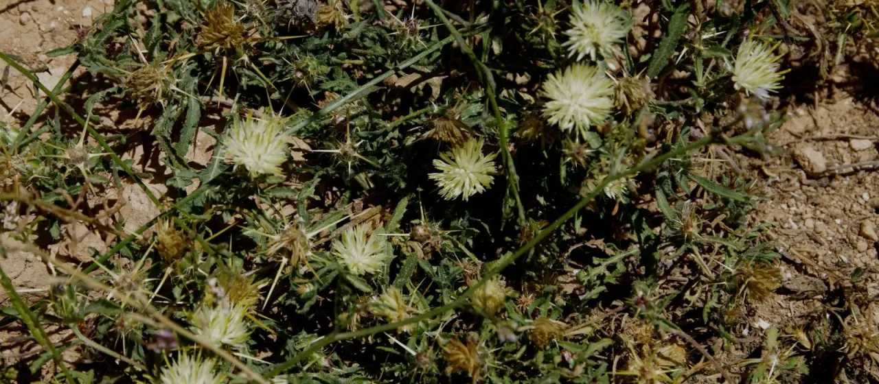 Pale cornflower
