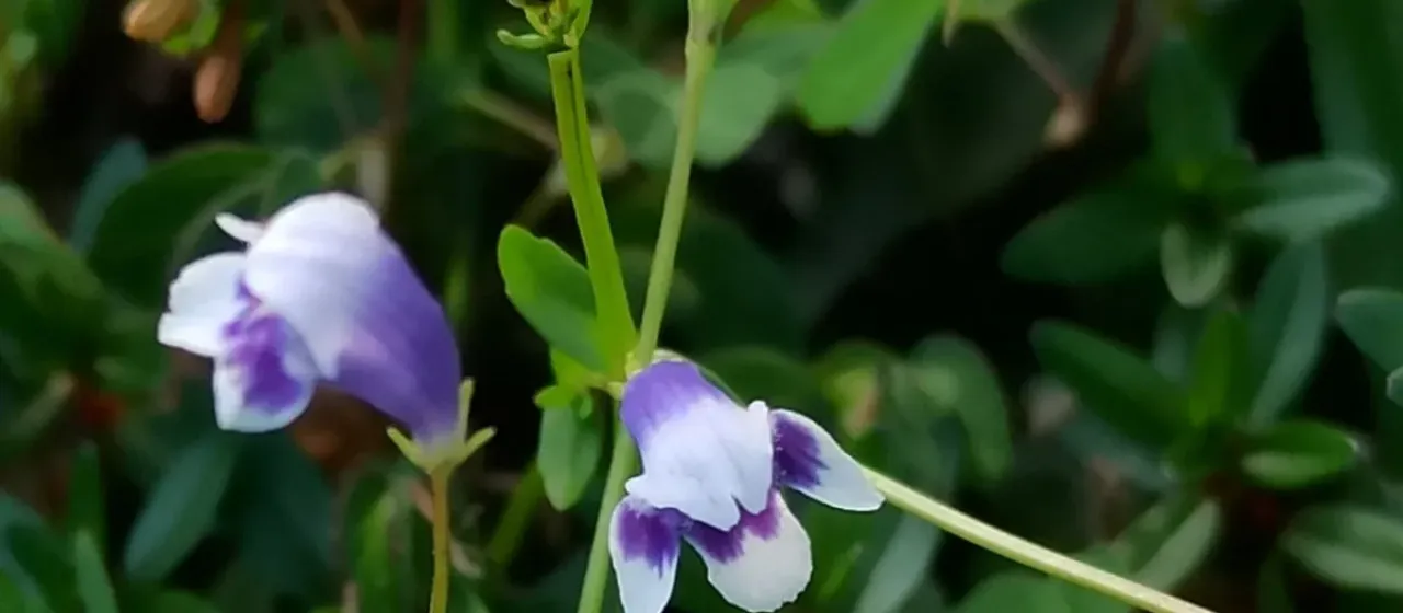 Ilysanthes hyssopioides