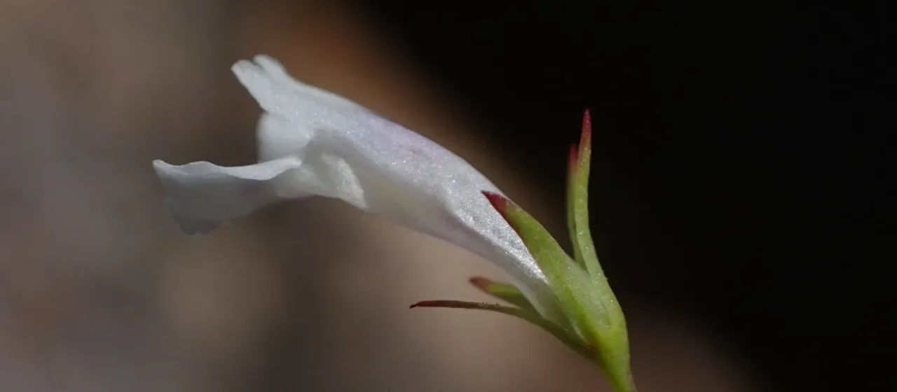 Ilysanthes parviflora