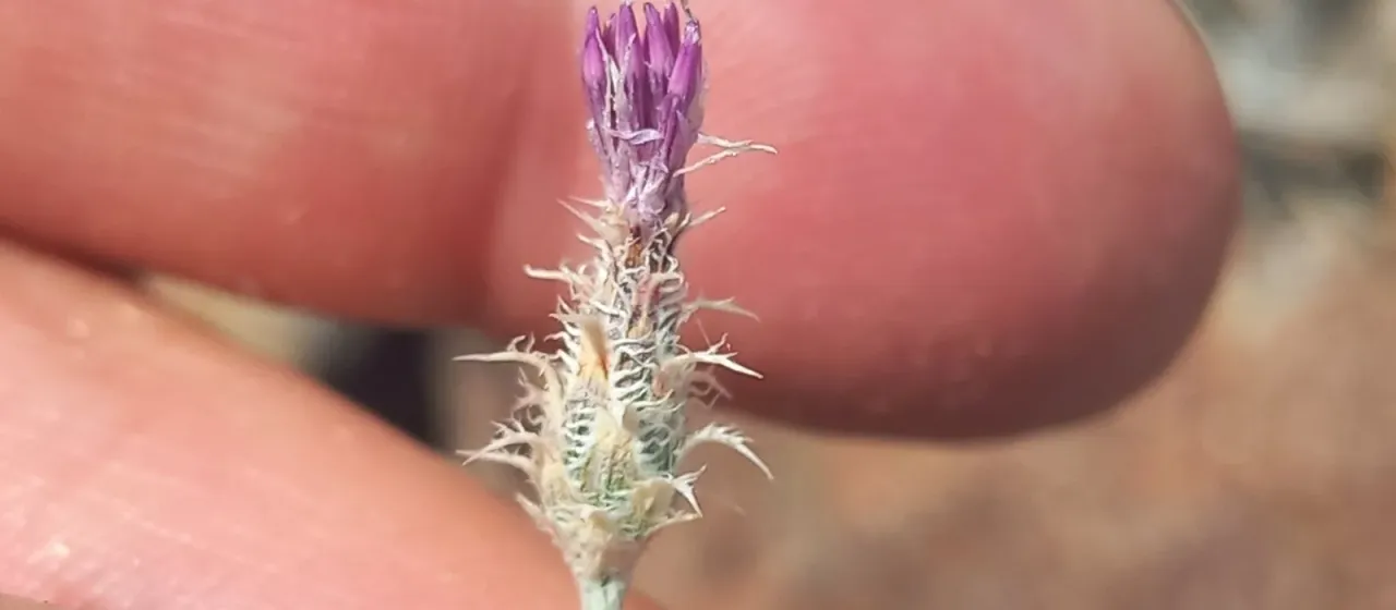Squarrose knapweed