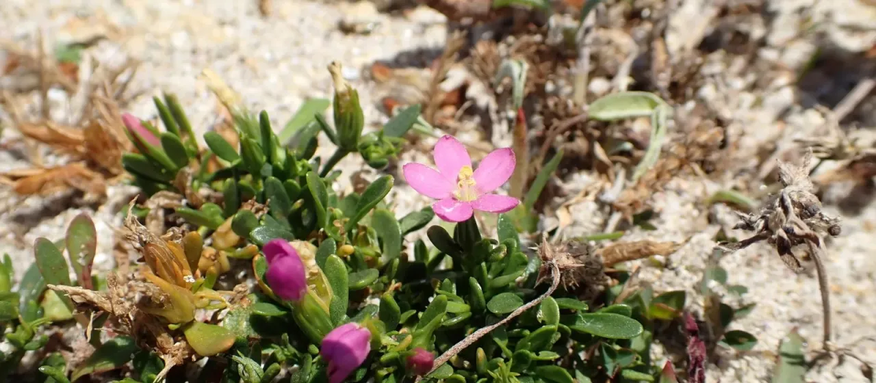 Centaurium chloodes