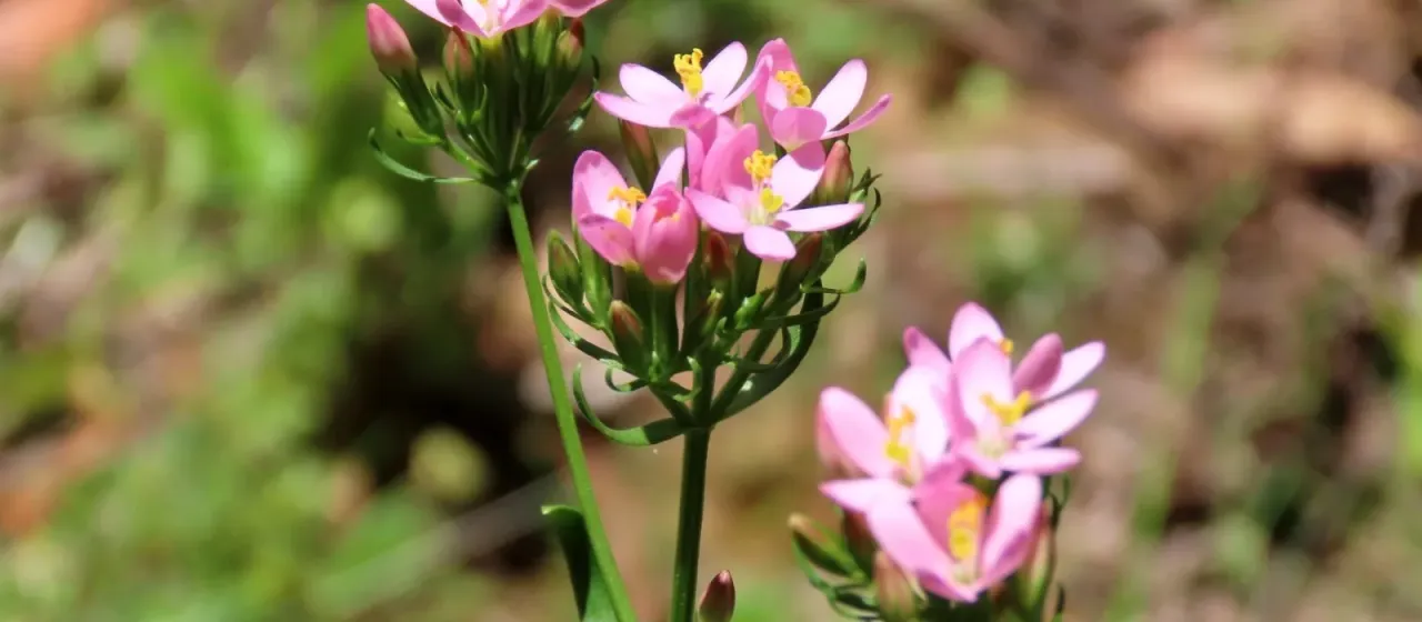Common centaury